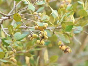 Loại quả xưa không ai bán, giờ làm thành món đặc sản lạ được du khách ưa chuộng, nổi tiếng ở Quảng Ninh