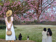 Cập nhật tình hình du lịch dịp lễ khắp mọi miền: Đổ xô ngắm hoa mai anh đào nở kỳ lạ giữa hè Đà Lạt, đảo Phú Quý đông đúc khách