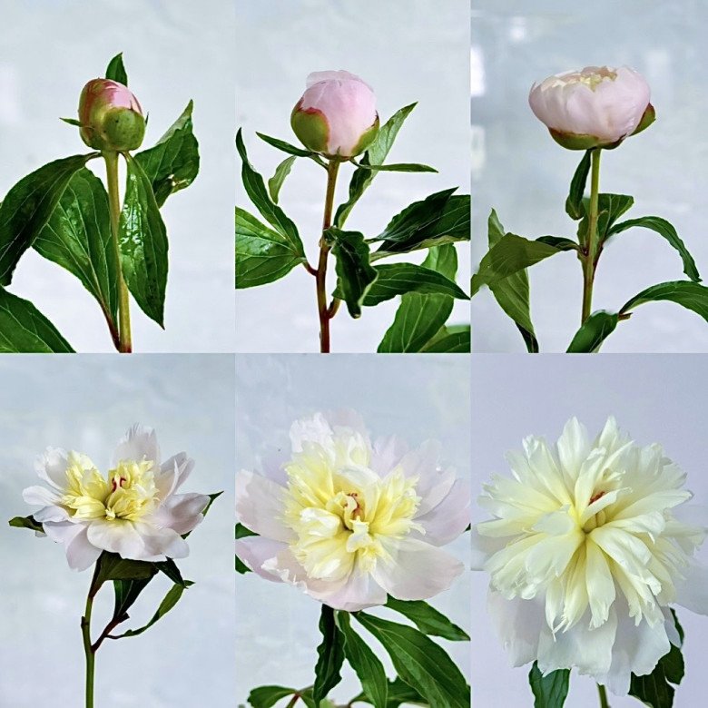 9X chia sẻ cách cắm hoa mẫu đơn trứng, “ấp” thành công hoa nở to bằng miệng bát, tỏa hương quyến rũ - 6