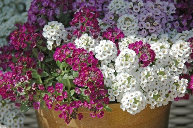 Loại hoa “may mắn” này đẹp dịu dàng, tỏa hương thơm từ xuân đến thu, trồng cực đơn giản - 2