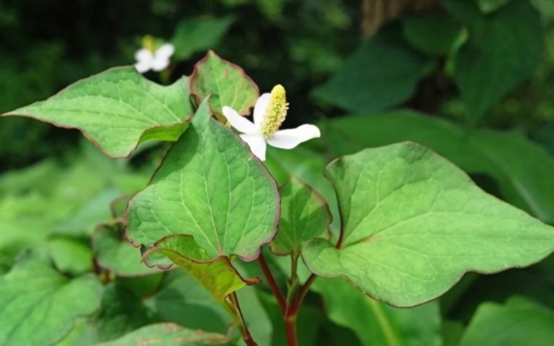 Ngoài làm rau ăn, ép nước uống có tác dụng thanh nhiệt, giải độc gan từ sâu bên trong rau má còn Đông ý sử dụng trong nhiều bài thuốc dân gian chữa nhiều bệnh khác nhau.
