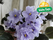 Nhà đẹp - 4 loại nước thải này còn tốt hơn phân bón chuyên dụng, tưới 2-3 lần sẽ thấy hiệu quả ngay