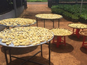 Lifestyle - Đặc sản ở Tây Nguyên nay nổi tiếng khắp nơi, mỗi năm chỉ có một mùa để thưởng thức, giá đắt đỏ