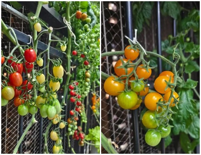 Cô gái trồng cà chua ở ban công, tạo thành bức tường đầy màu sắc, đẹp chẳng nỡ hái ăn - 1