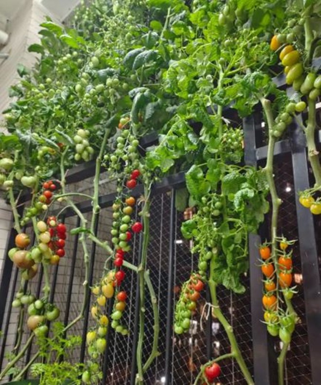 Cô gái trồng cà chua ở ban công, tạo thành bức tường đầy màu sắc, đẹp chẳng nỡ hái ăn - 4