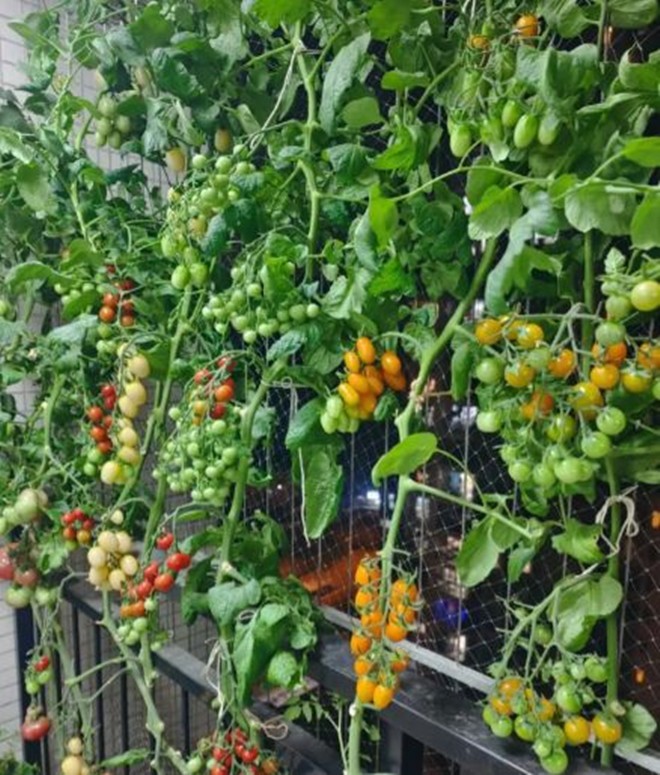 Cô gái trồng cà chua ở ban công, tạo thành bức tường đầy màu sắc, đẹp chẳng nỡ hái ăn - 5