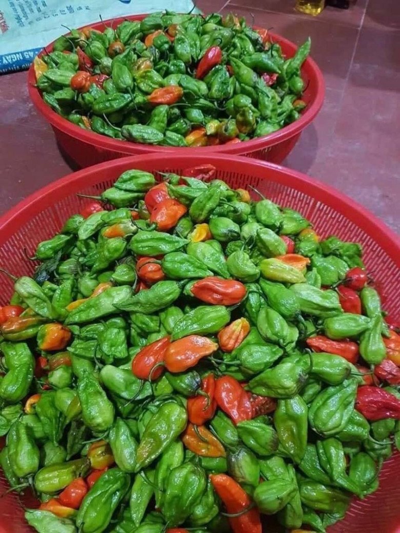 Loại quả xưa có đầy không ai bán, giờ thành đặc sản được dân thành phố amp;#34;ưa chuộngamp;#34;, 300.000 đồng/kg - 2