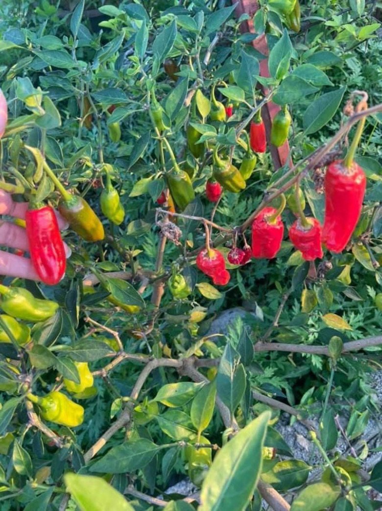 Ở trung đoàn trồng 2-3 tháng là cho thu hoạch, chúng phù hợp khi được trồng trên đất đá, khí hậu mát mẻ