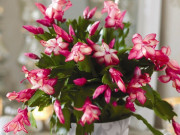 Nhà đẹp - 10 loài hoa sợ nước nhất, mùa hè nắng nóng mấy cũng đừng tưới nhiều kẻo chết cây