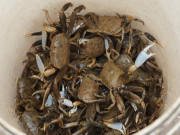 Lifestyle - Đặc sản độc nhất vô nhị chỉ có ở Thanh Hóa, giờ được dân thành phố ưa chuộng đến lạ, càng ăn càng ngon