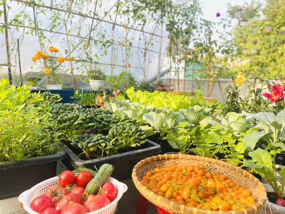 Mẹ đảm Đà Nẵng cải tạo sân thượng 20m2 để trồng rau sạch, chỉ tốn 5 triệu đồng - 4