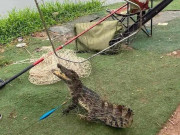 Bất ngờ bắt được con cá sấu trong hồ ở Hà Nội