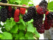 Sức khỏe - Loại quả giàu vitamin C chẳng kém cam, ngọt thơm cho mùa hè lại nhiều công dụng ấn tượng nhưng có người ăn say túy lúy 