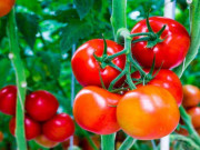 Sức khỏe - 15 loại rau quả giúp giải độc gan, có loại chỉ vài nghìn đồng/kg mà tốt chẳng kém món đắt đỏ