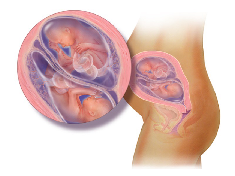 20 tuần: Bây giờ trong bụng mẹ trở nên chật chội hơn khi cặp song sinh ngày càng lớn hơn. Lớp sáp nhờn màu trắng gọi là vernix phát triển giúp bảo vệ da bé khi bị ngâm trong nước ối. 
