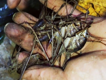 Đặc sản mỗi năm chỉ có một mùa, xưa không ai biết đến nay dân được thành phố ưa chuộng, 500.000 đồng/kg