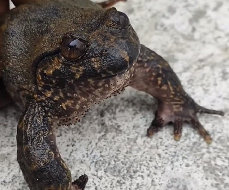 Đặc sản amp;#34;hiếm có khó tìmamp;#34; ở Lạng Sơn, trông kinh hãi nhưng dân thành phố ưa chuộng, giá 700.000 đồng/kg - 1