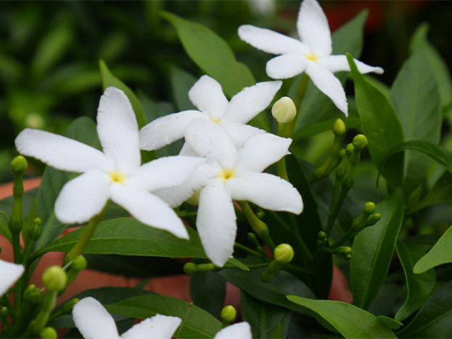 Hoa mai vạn phúc có màu trắng, kết thành 5 cánh hoa hình lưỡi liềm. 