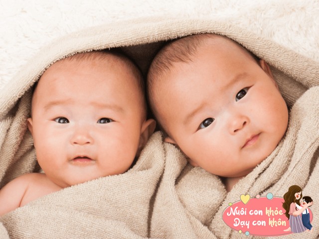 Nếu người mẹ mang đa thai, bào thai buộc phải cạnh tranh chất dinh dưỡng từ một nhau thai.