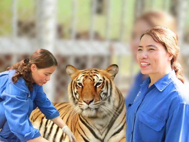 Người phụ nữ hơn 20 năm làm bảo mẫu cho thú dữ, có lúc phải mắc màn ngủ cạnh để chăm hổ ốm