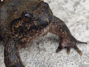 Đặc sản hiếm có khó tìm ở Lạng Sơn, trông kinh hãi nhưng dân thành phố ưa chuộng, giá 700.000 đồng/kg