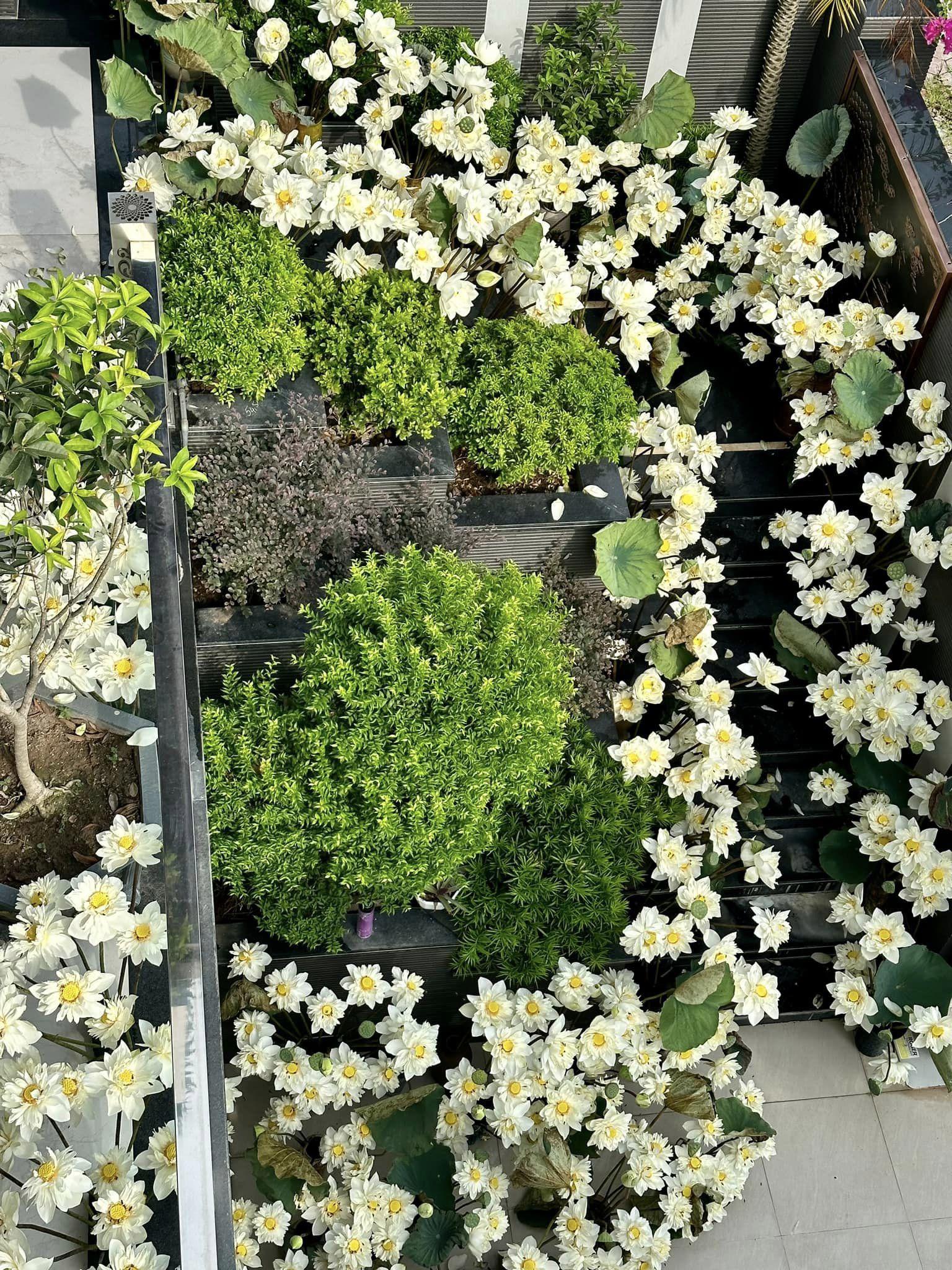 Vào mùa hoa sen năm ngoái, chị Quỳnh Liên cũng cùng hai cô bạn thân cắm 700 bông sen bạch liên dọc cầu thang và ban công. Chị phải dùng tới 60 cái bình, 40 viên xốp và rất nhiều lá, cặm cụi cắm trong 4 tiếng thì hoàn thành. 