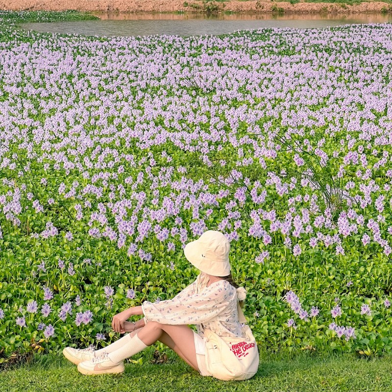 Với không gian thoáng đãng, cách xa khói bụi thành phố, không khí trong lành cùng sắc tím của hoa lục bình là địa điểm lý tưởng cho những bạn có sở thích chụp ảnh. (Ảnh: Phương Tali)
