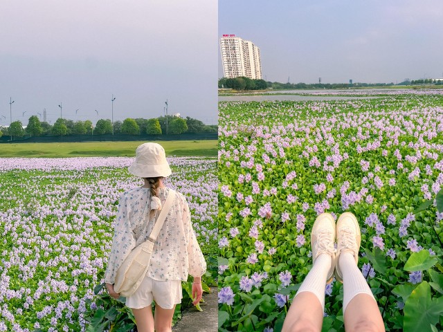 Địa điểm "hot" nhất Long Biên lúc này: Cánh đồng hoa lục bình tím lịm nở bạt ngàn
