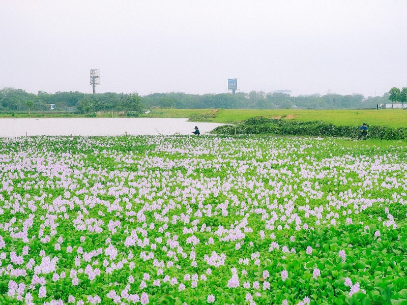 D. Phạm Tú (SN 1994, Thái Bình) cũng sớm tìm đến đây để lưu lại những hình ảnh đẹp nhất của mùa hoa lục bình. (Ảnh: D. Phạm Tú)
