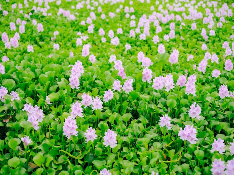 Tú cho hay, màu hoa tím biếc của lục bình nở tràn khắp cánh đồng. Thời tiết Hà Nội đang chưa quá nắng nóng, rất phù hợp để chụp ảnh. (Ảnh: D. Phạm Tú)
