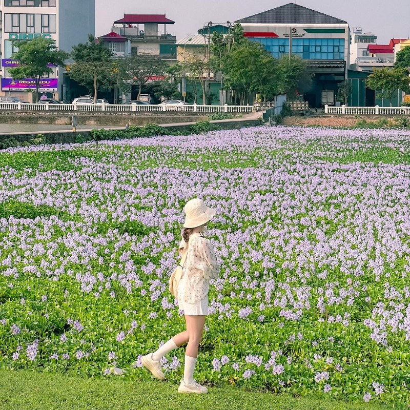 Những bông hoa dân dã quen thuộc ở các miền quê lại tạo nên bức tranh đẹp tuyệt vời. (Ảnh: Phương Tali)
