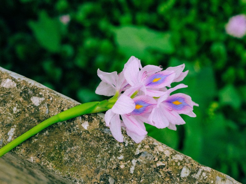 Hoa lục bình hay còn được gọi là hoa bèo tây, lộc bình, phù bình, hoa bèo Nhật Bản, có nguồn gốc từ Nam Mỹ. Loại hoa thực vật thuỷ sinh, thân thảo, sống nổi trên mặt nước. (Ảnh: D. Phạm Tú)
