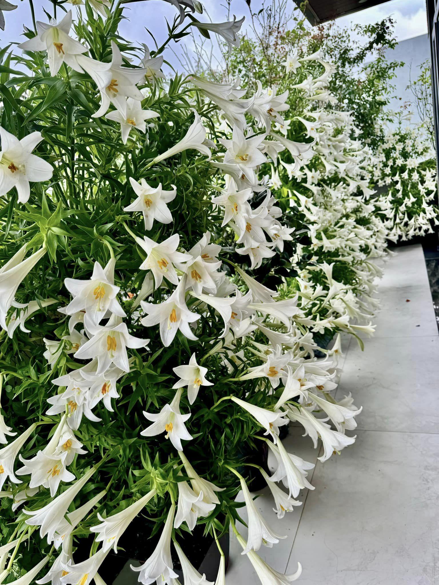 8X Hải Phòng dậy từ sáng sớm cắm 2500 bông hoa loa kèn, tạo thành con đường hoa đẹp cực chill - 3