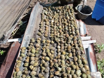 Đặc sản chỉ có ở Thanh Hóa, nay dân thành phố săn lùng, giá 160.000 đồng/kg ít người được thưởng thức