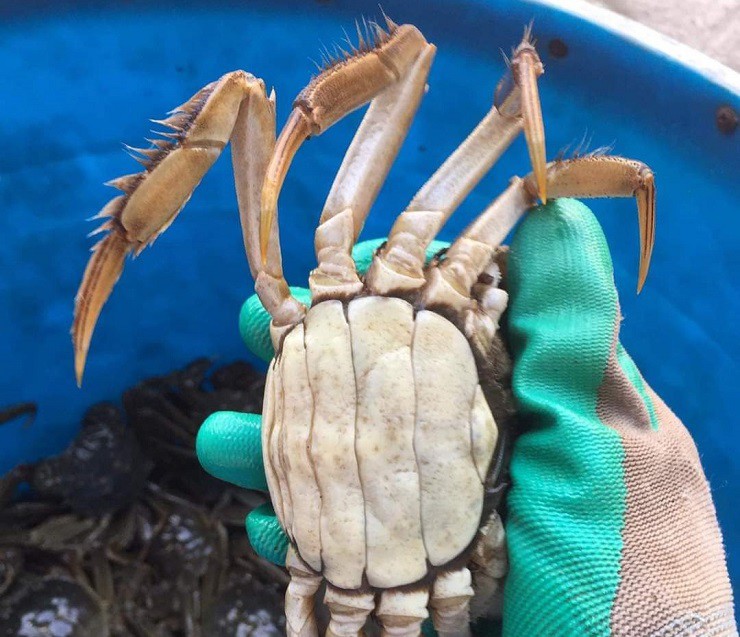 Đặc sản độc nhất vô nhị chỉ có ở Bắc Giang, xưa không ai biết đến nay dân thành phố amp;#34;săn lùngamp;#34;, 900.000 đồng/kg - 1