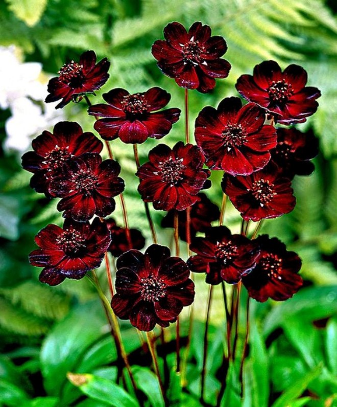 Loài hoa “tình yêu” này vừa đẹp vừa mang hương thơm ngọt ngào, thuộc top những loại hoa thơm nhất thế giới - 5