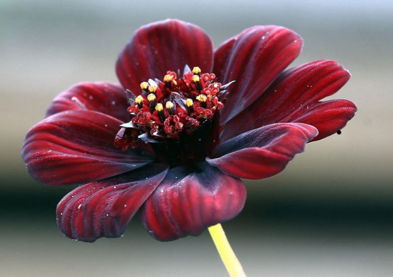 Loài hoa “tình yêu” này vừa đẹp vừa mang hương thơm ngọt ngào, thuộc top những loại hoa thơm nhất thế giới - 2