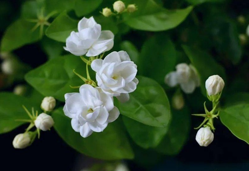 Hoa nhài có màu trắng tinh khôi với mùi hương tươi mát, dễ chịu nên được nhiều người yêu thích. Bạn cũng có thể trồng một chậu ở ban công nhà mình.
