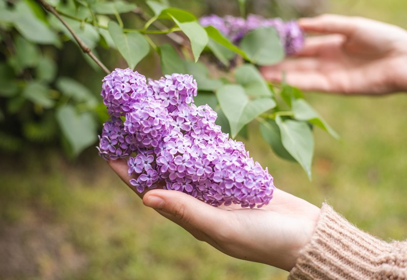 Hoa tử đinh hương có nhiều màu sắc như hồng, tím, xanh lam,… Hương hoa ngọt ngào, thanh tao, nhẹ nhàng, mang lại cảm giác nhẹ nhàng, tĩnh tâm và được đánh giá là một trong những hương thơm được yêu thích nhất thế giới.
