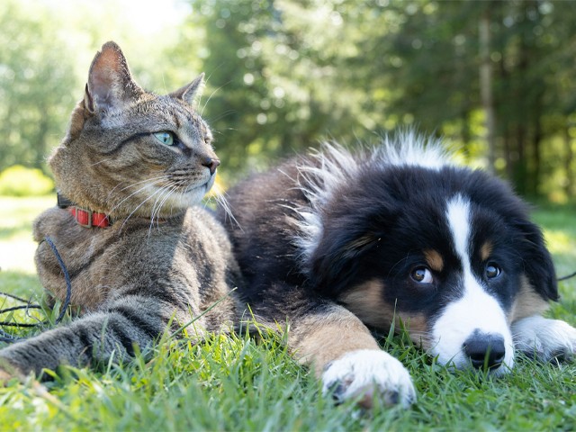 Nếu bạn đang nuôi thú cưng, đừng bỏ qua loạt bí quyết này trong mùa nắng nóng!