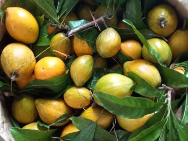 Loại quả xưa chín rụng không ai ăn, giờ thành đặc sản mùa hè dân thành phố thích mê, bán trên chợ mạng 55.000/kg