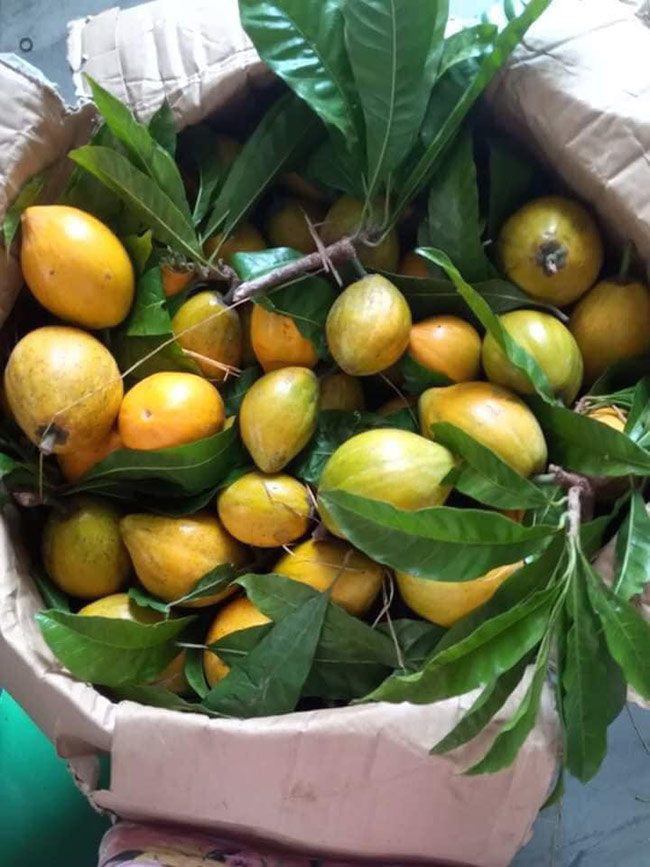 Loại quả xưa chín rụng không ai ăn, giờ thành đặc sản mùa hè dân thành phố thích mê, bán trên chợ mạng 55.000/kg - 3