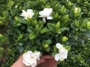Nhà đẹp - Ban công nhỏ đến mấy cũng trồng được 8 loại hoa này, vừa đẹp vừa dùng pha trà uống