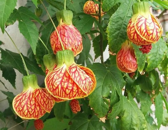 Loài hoa “quý tộc” này ra hoa quanh năm, trồng một chậu mang đến may mắn cho cả gia đình - 1