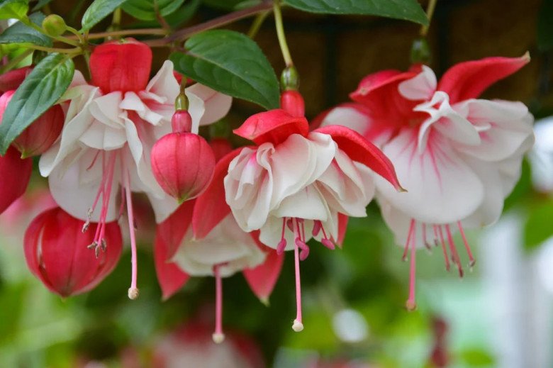Loài hoa “quý tộc” này ra hoa quanh năm, trồng một chậu mang đến may mắn cho cả gia đình - 2