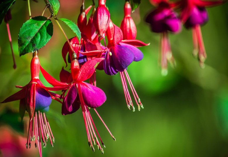 Loài hoa “quý tộc” này ra hoa quanh năm, trồng một chậu mang đến may mắn cho cả gia đình - 3