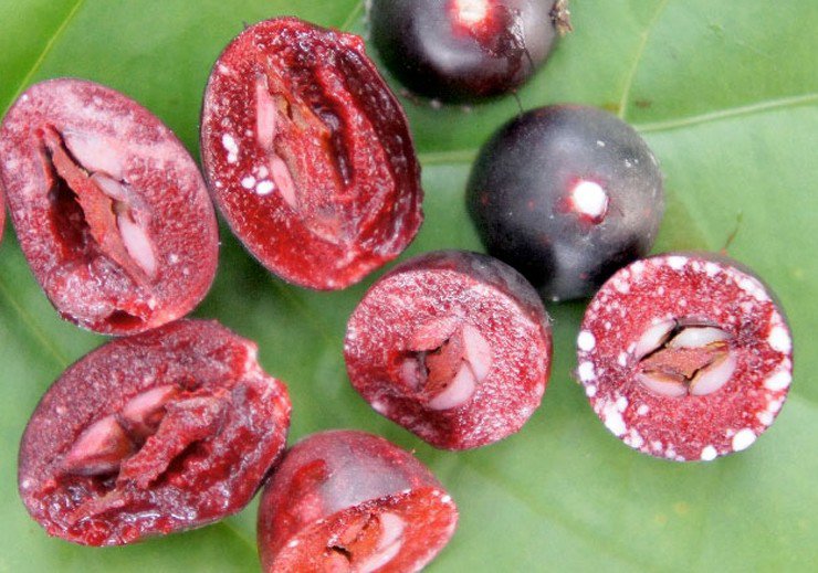 Loại quả xưa không ai biết đến, nay làm món đặc sản giải nhiệt mùa hè vừa lạ vừa bổ dưỡng, 100.000 đồng/kg - 1