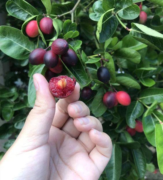 Loại quả xưa không ai biết đến, nay làm món đặc sản giải nhiệt mùa hè vừa lạ vừa bổ dưỡng, 100.000 đồng/kg - 2