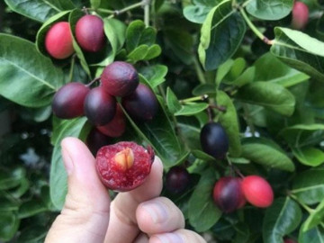 Loại quả xưa không ai biết đến, nay làm món đặc sản giải nhiệt mùa hè vừa lạ vừa bổ dưỡng, 100.000 đồng/kg