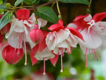Loài hoa quý tộc này ra hoa quanh năm, trồng một chậu mang đến may mắn cho cả gia đình